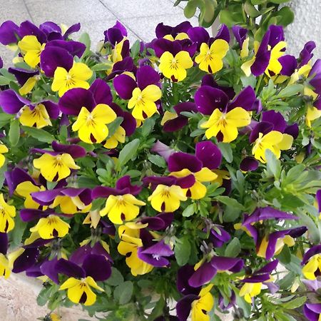 Sogliano al Rubicone B&B Ripalta מראה חיצוני תמונה