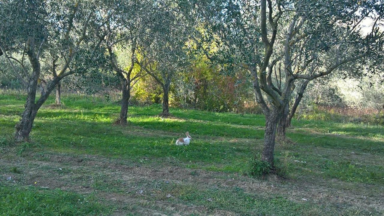 Sogliano al Rubicone B&B Ripalta מראה חיצוני תמונה